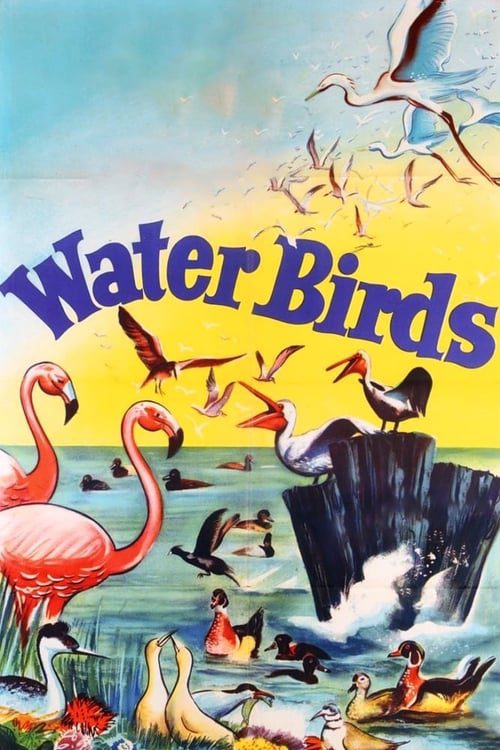 Water Birds