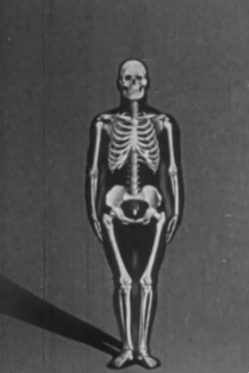 Human skeleton, structure and joints – Part I