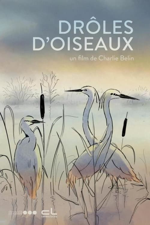 Drôles d’oiseaux