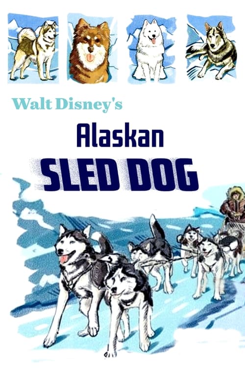 Alaskan Sled Dog